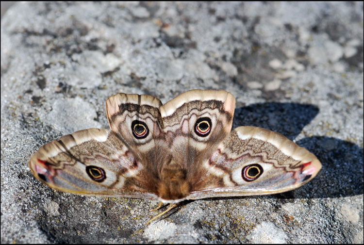 una gradita sorpresa Saturnia minore